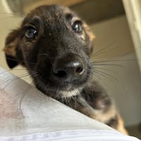 Azur "En cours d'adoption", chien à adopter
