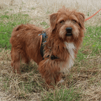 TROUILLE HAA24515, chien à adopter