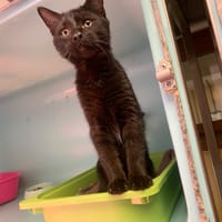 Jumpy [Chaton], chatte à adopter