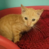 FLAMMECHE, chat à adopter