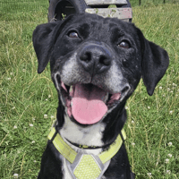 Samya, chienne à adopter