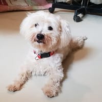 ANTOINE PAA22954, chien à adopter