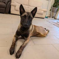 Kovu (en cour d'adoption), chien à adopter