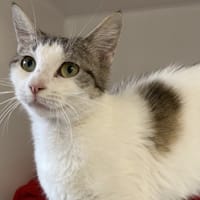 HERA, chatte à adopter