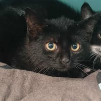 HARLEY, chatte à adopter