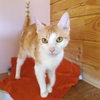 Nenette, chatte à adopter