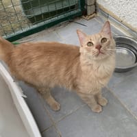 Basil, chat à adopter