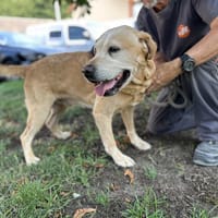 JUL, chien à adopter