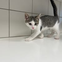 GYPSIE, chat à adopter
