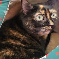 ICHIGO, chatte à adopter