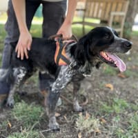 OSCAR, chien à adopter