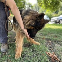 ARESIO, chien à adopter