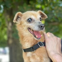 SHITTY, chien à adopter