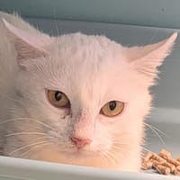 PUNZIE, chatte à adopter