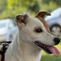 NOXXY, chien à adopter