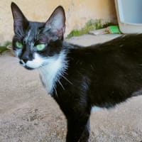 Chipie, chatte à adopter