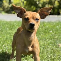 Fonna CAA13899, chienne à adopter