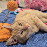 STITCH, chat à adopter