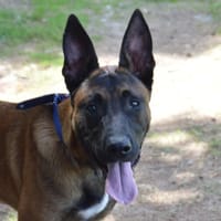 CHICO CHAO, chien à adopter