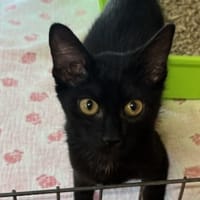 DREI, chat à adopter
