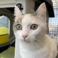KATIE, chatte à adopter