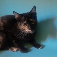 LUCIOLE, chatte à adopter