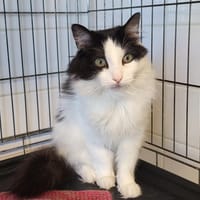 KISSA, chatte à adopter