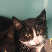 PINGOUIN, chat à adopter