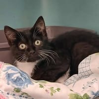 ARAGORN, chat à adopter