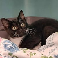ARAGORN, chat à adopter