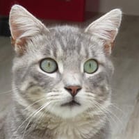 WATSON, chat à adopter