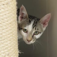 YAZURA, chat à adopter