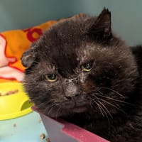 Chardon, chat à adopter