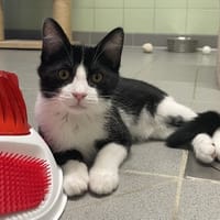DIDDL, chat à adopter