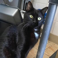 jimmy, chat à adopter