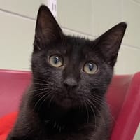 AFTER, chat à adopter