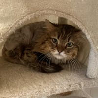 Franklin, chat à adopter