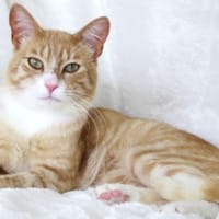 Grendel (réservé), chat à adopter