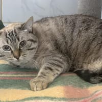 Atome, chatte à adopter