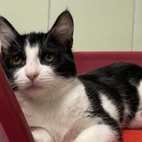 CYANE, chatte à adopter