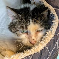 Poché, chat à adopter