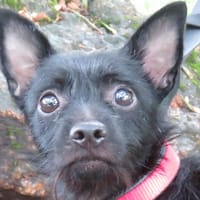 COOKIE, chien à adopter