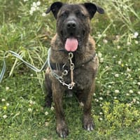 ZAYOU HAA24488, chien à adopter