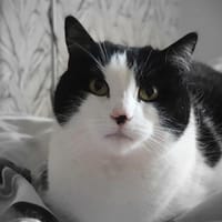 SELI CHA, chatte à adopter