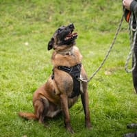 MARCEL, chien à adopter