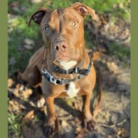 FLASH HAA24300, chien à adopter