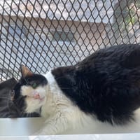 CALINOU CTTE, chatte à adopter