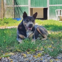 Dyson, chien à adopter