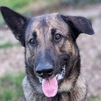 SALTO, chien à adopter