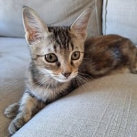 IWA, chatte à adopter
